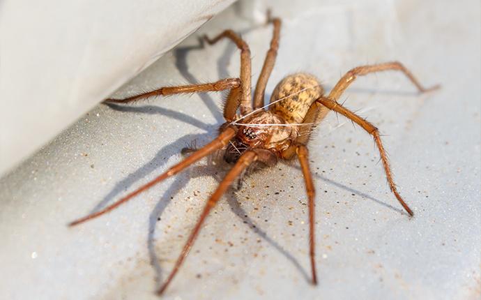 a brown spider crawling on gravel in baton rouge