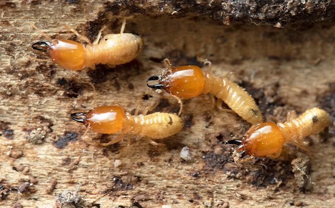 termite on their mound in baton rouge