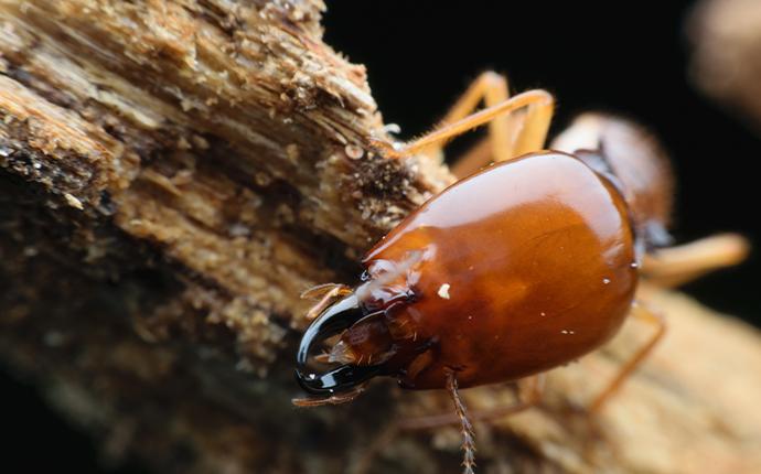 a termite crawling on wood in baton rouge