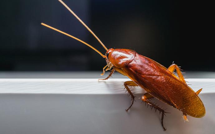 a cockroach sitting on a sink in baton rouge
