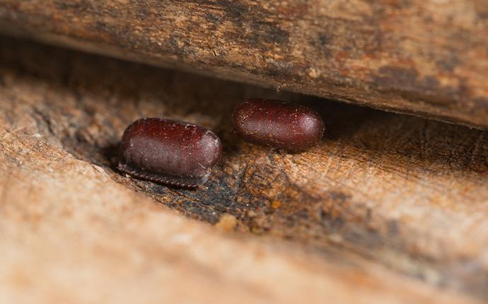 two cockroach eggs in baton rouge