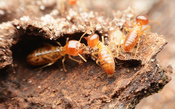 a close up of termites crawling in their mound