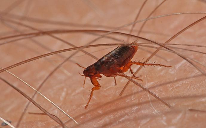 a flea crawling on human skin in baton rouge