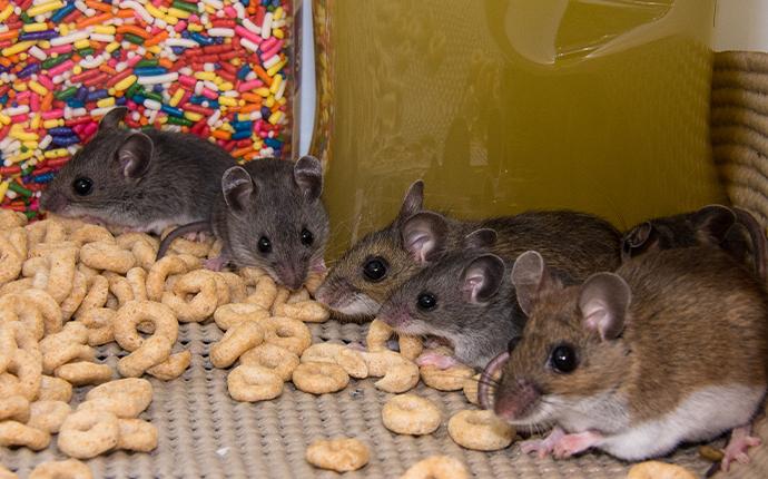 mice eating cereal in a cabinet