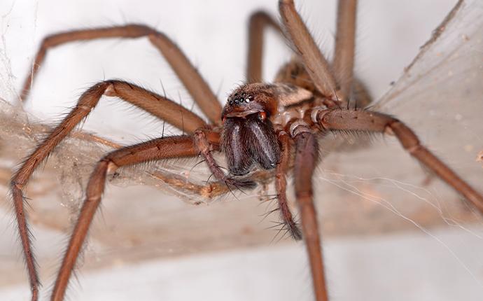 close up of a brown spider