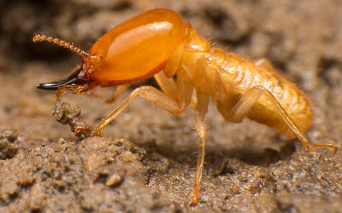 a termite on wood