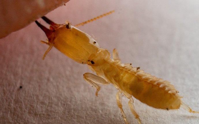 termite up close biting