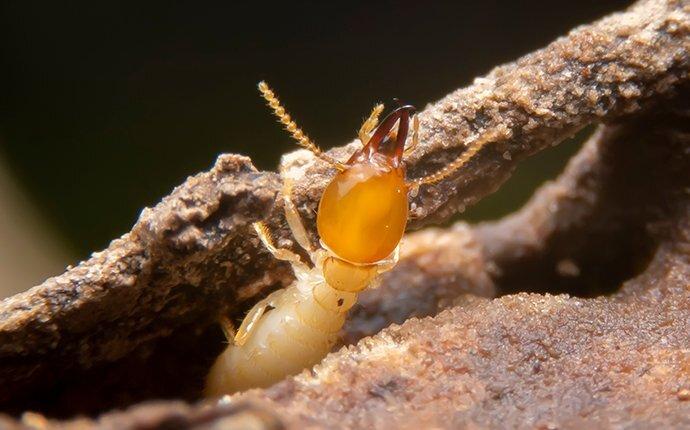 a termite damamging a covington home