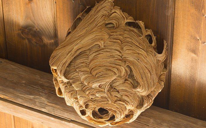 A wasp nest under a house in Central, LA.