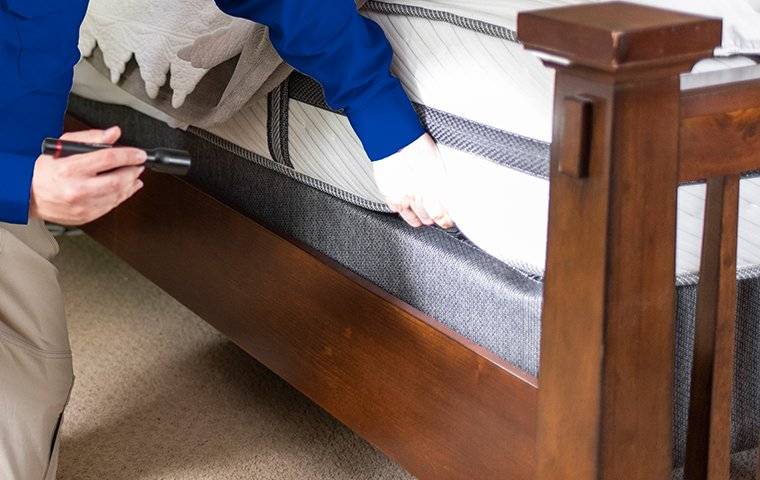 bed bug inspection