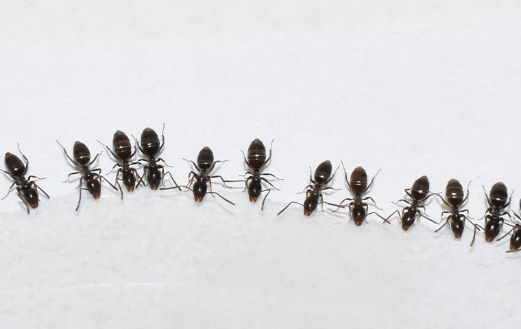 ants in a row