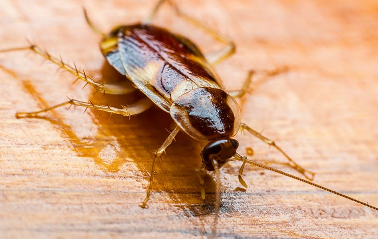 cockroach up close