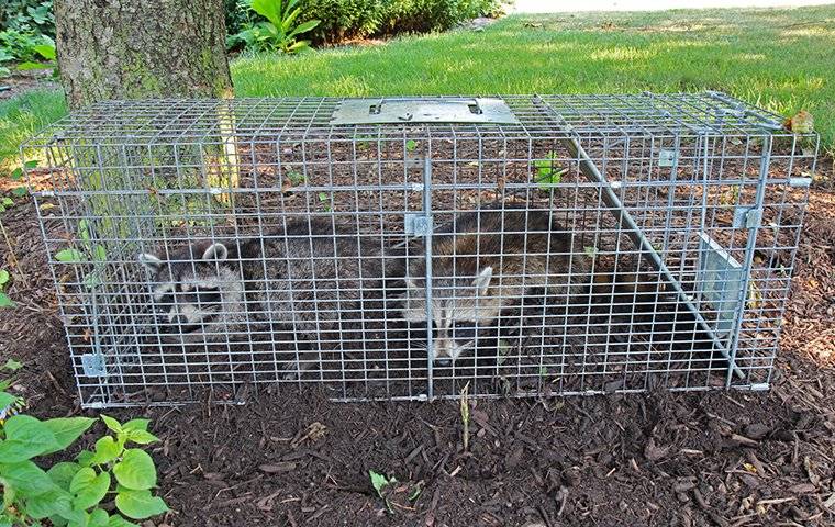 raccoons in a live trap