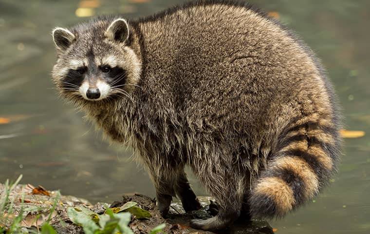 close up of raccoon