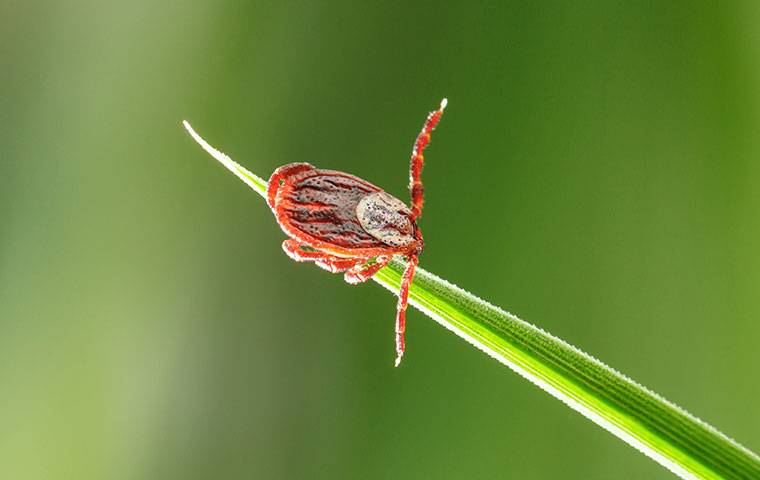 dog tick on a blade of grass