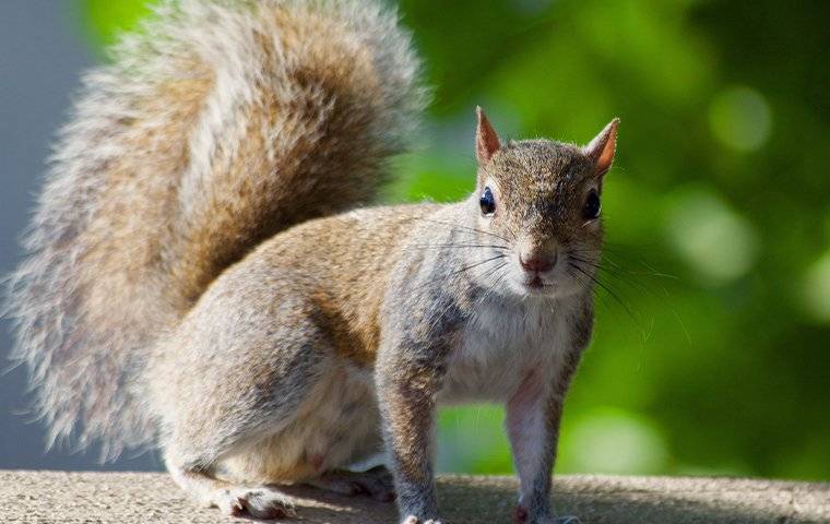 a squirrel in a yard on a fence