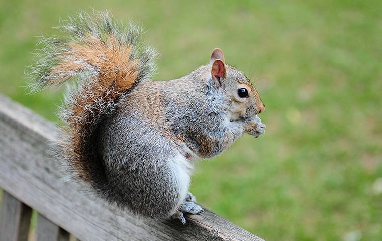 grey squirrel on porch railing