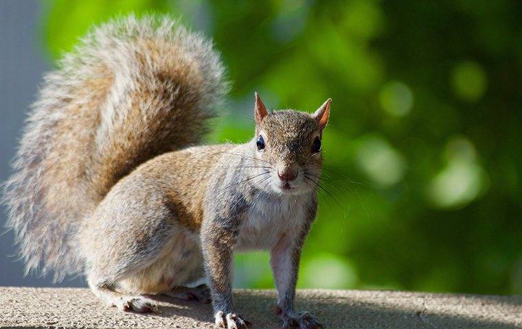 A grey squirrel on a fence post.