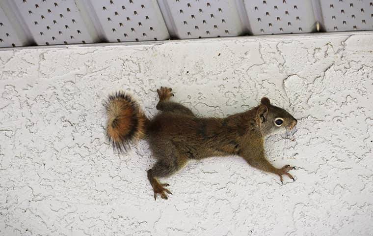 a squirrel on a house