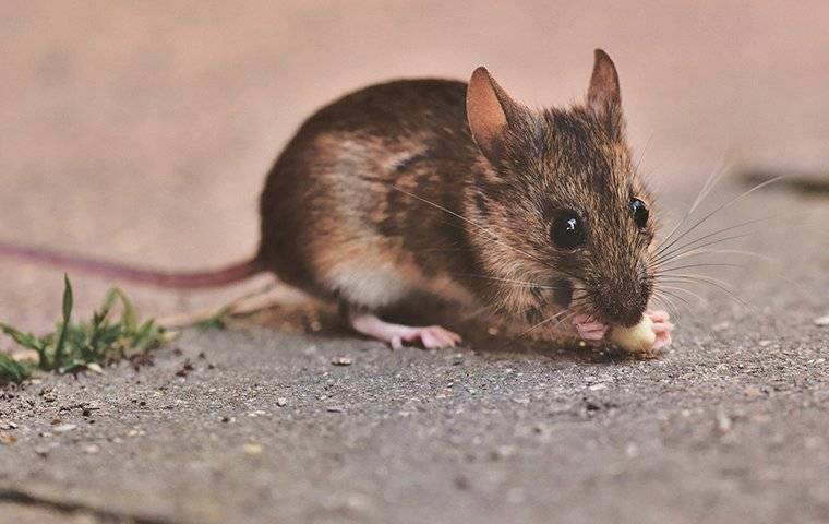 mouse eating a scrap