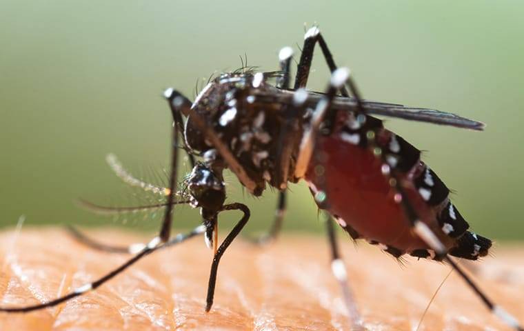 mosquito on skin biting