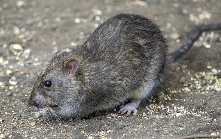 a norway rat crawling on the ground