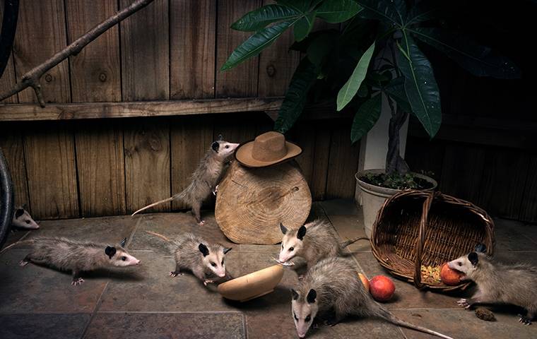 opposums inside a home