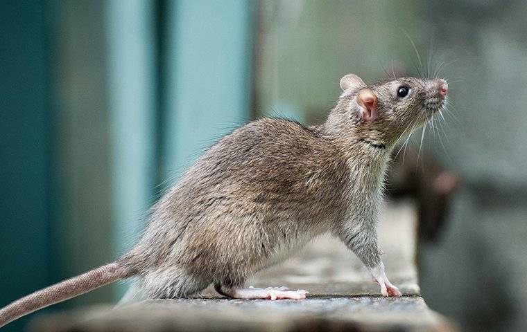 a rat on a ledge inside a restaurant