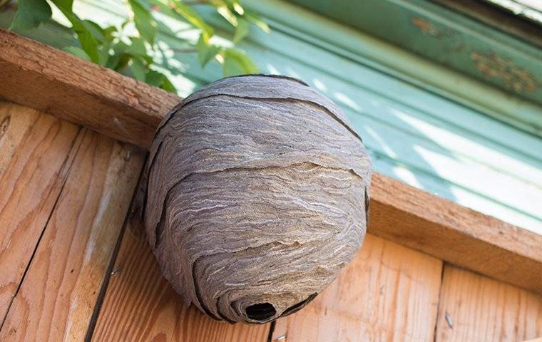 wasp nest on fence