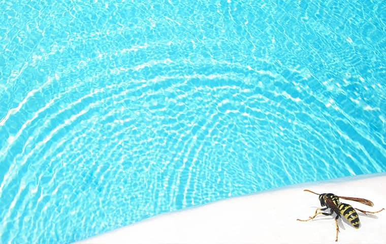 a wasp on the edge of a pool