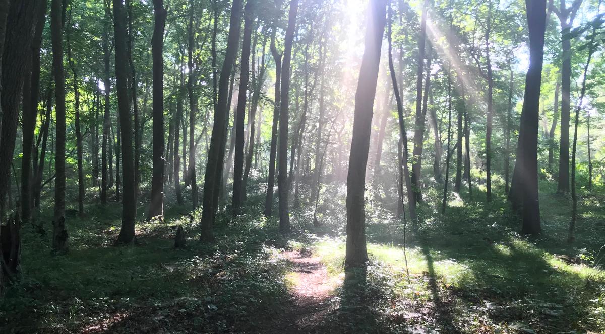 Sun shines into a forest.