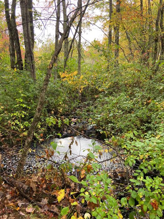 Cabbage Hill Preserve Connecticut Trail Finder