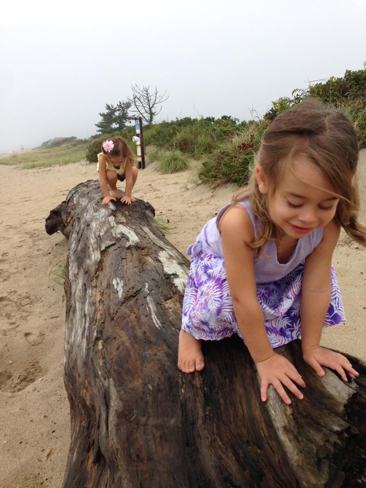 are dogs allowed at hammonasset state park