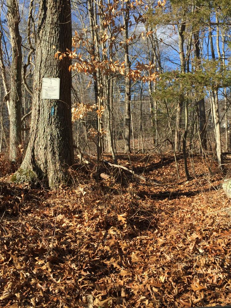 Oil Mill Brook Connecticut Trail Finder