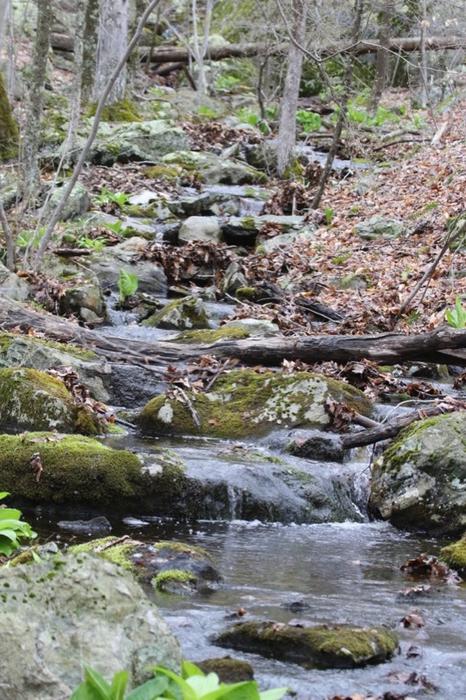 A little stream that changes form depending on the time of year. (Credit: Avalonia Land Conservancy)