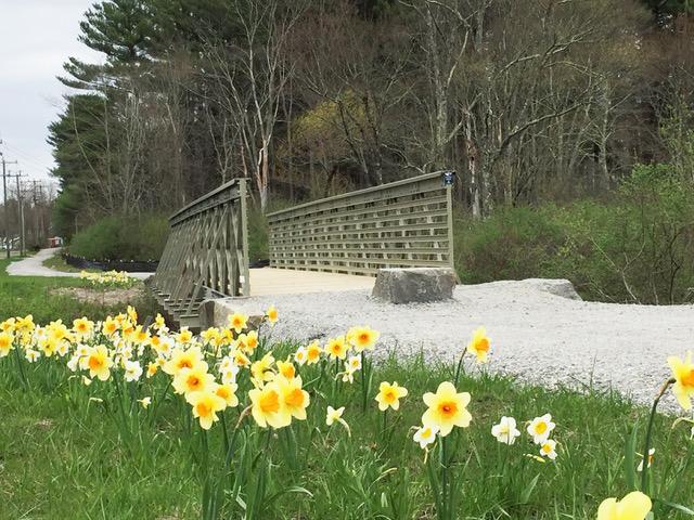 Spring bloom & new bridge (Credit: Litchfield Community Greenway)