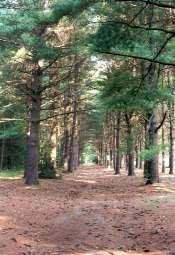 Peoples State Forest Trail Map Peoples State Forest - Connecticut Trail Finder