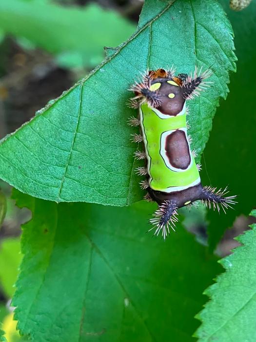 Saddleback Caterpillar (Credit: Peter Bradley)
