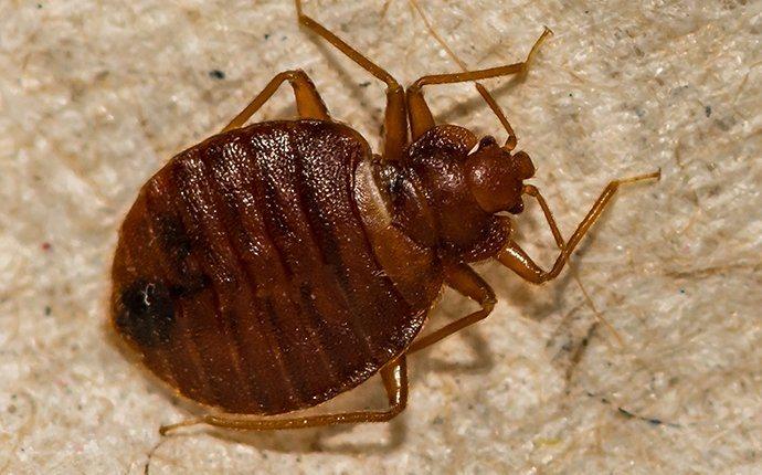 bed bugs in a torance california home