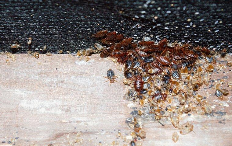 a lot of bed bugs in a bed