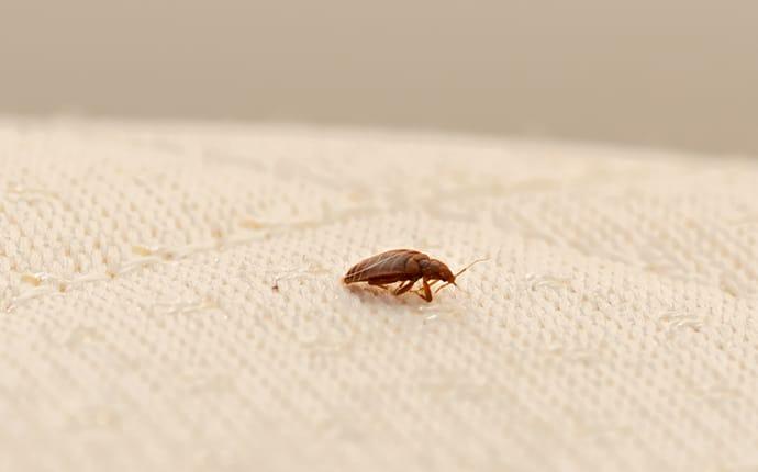 a bed bug on a mattress