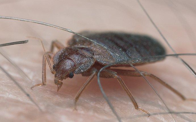 bed bug on an arm