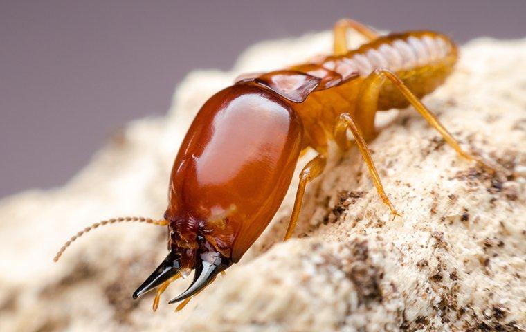 a termite crawling on sawdust