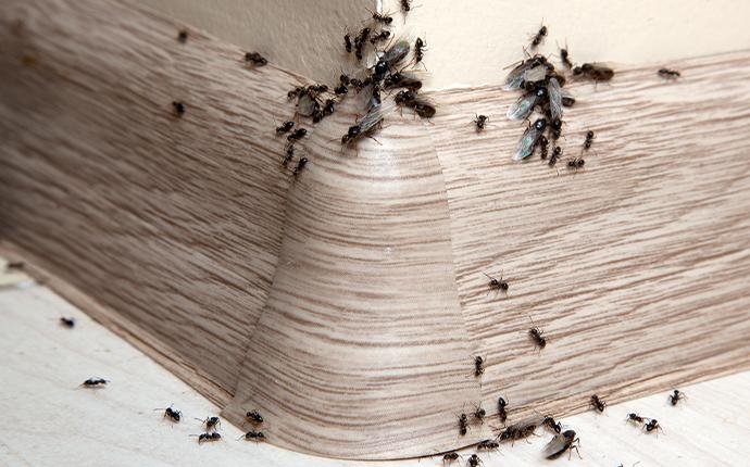 ants crawling on the floor in a house