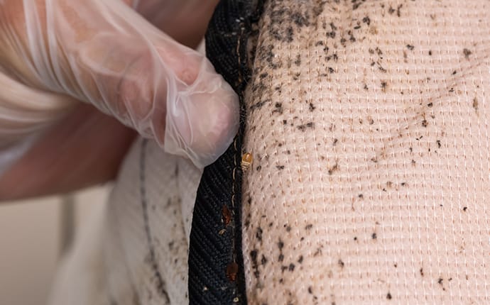 bed bugs on a mattress