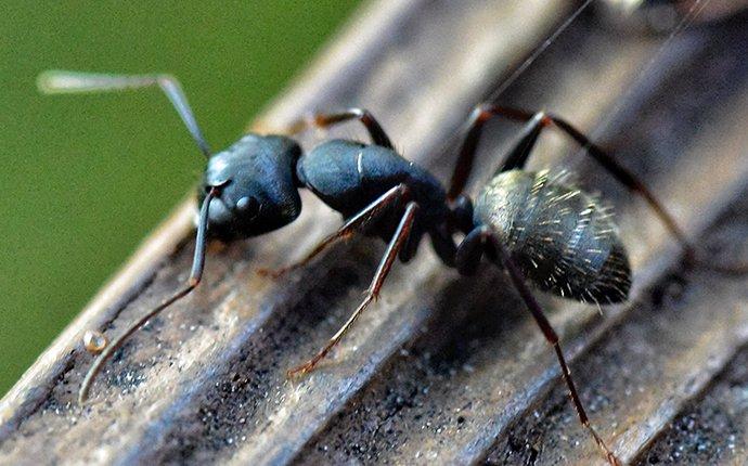 a carpenter ant on a grooved surface