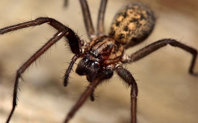 a close up of a brown spider