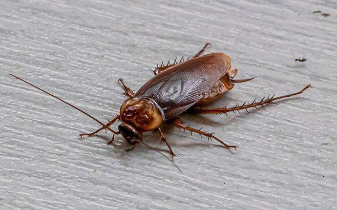 cockroach crawling on living room floor
