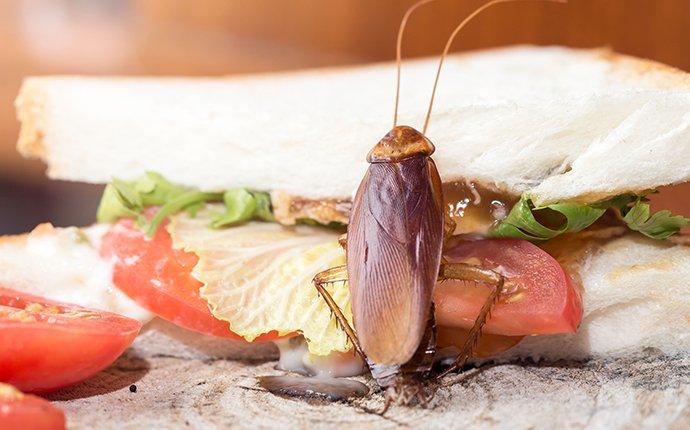 a cockroach crawling on food in a kitchen