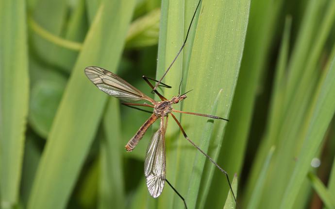 crane fly on a blade of grasee